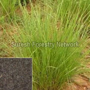 Chrysopogon Zizanioides (Vetiver)