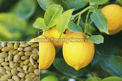 Citrus Aurantifolia