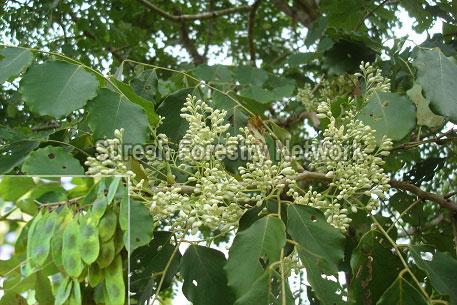 Dalbergia Latifolia (Rose Wood)