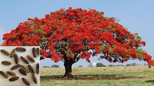 Delonix Regia (Gul Mohar)