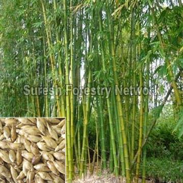 Dendrocalamus Strictus