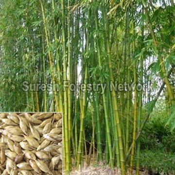 Dendrocalamus Strictus