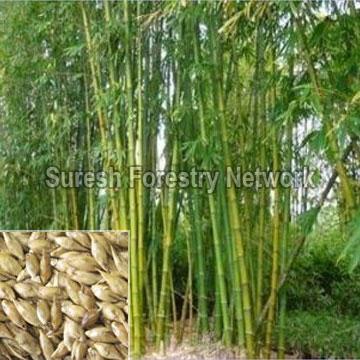 Dendrocalamus Strictus