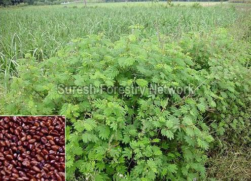 Desmanthus Virgatus (Hedge Lucerne)