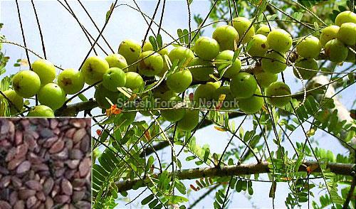 Emblica-Officinalis