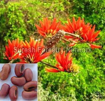 Erythrina Indica