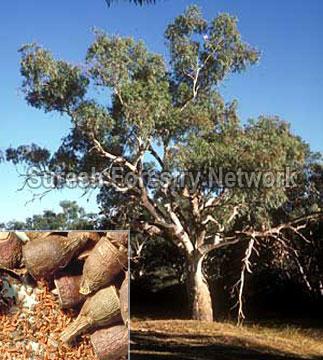 Eucalyptus Camaldulensis