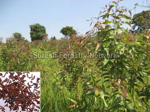 Eucalyptus Citriodora