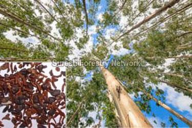 Eucalyptus Grandis
