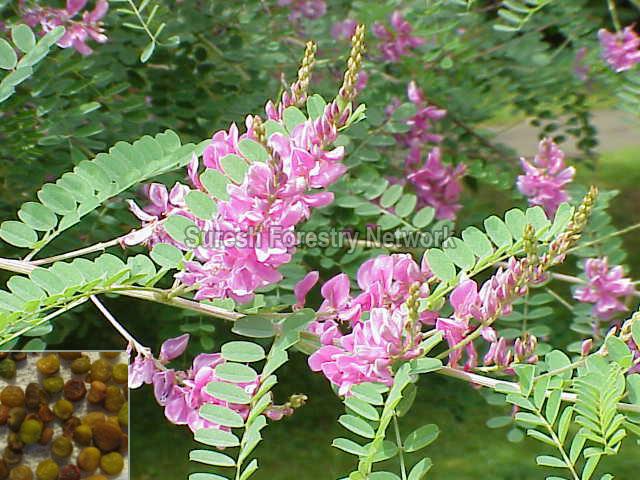 Indigofera Tinctotia