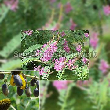 Indigofera Tinctotia