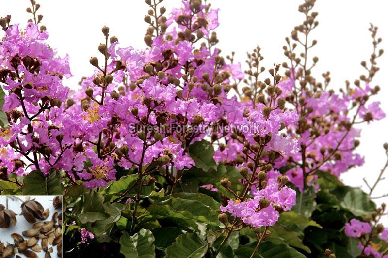 Lagerstroemia Speciosa