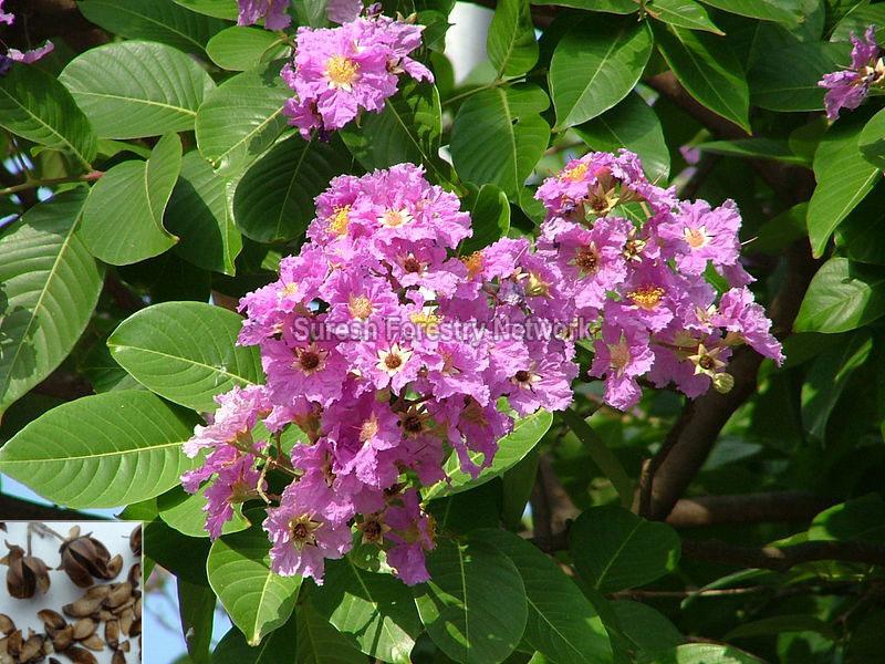 Lagerstroemia Speciosa