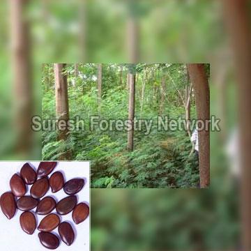 Leucaena Leucocephala