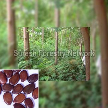 Leucaena Leucocephala (Subabul )