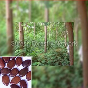 Leucaena Leucocephala (Subabul)