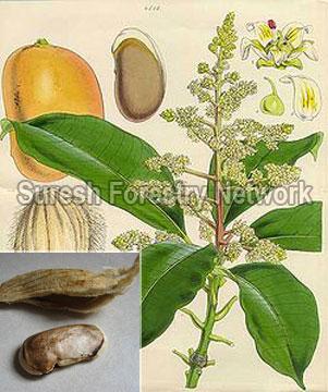 Mangifera Indica
