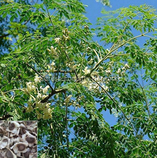 Moringa Oleifera