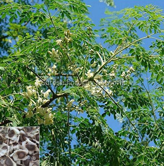 Moringa Oleifera