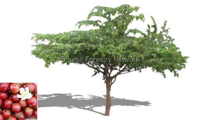 Muntingia Calabura