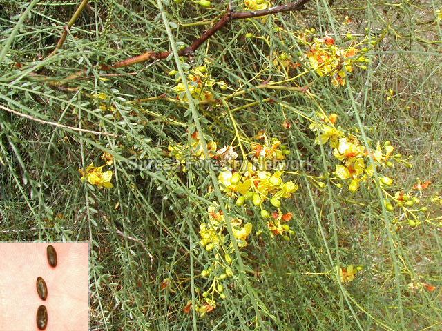 Parkinsonia Aculata
