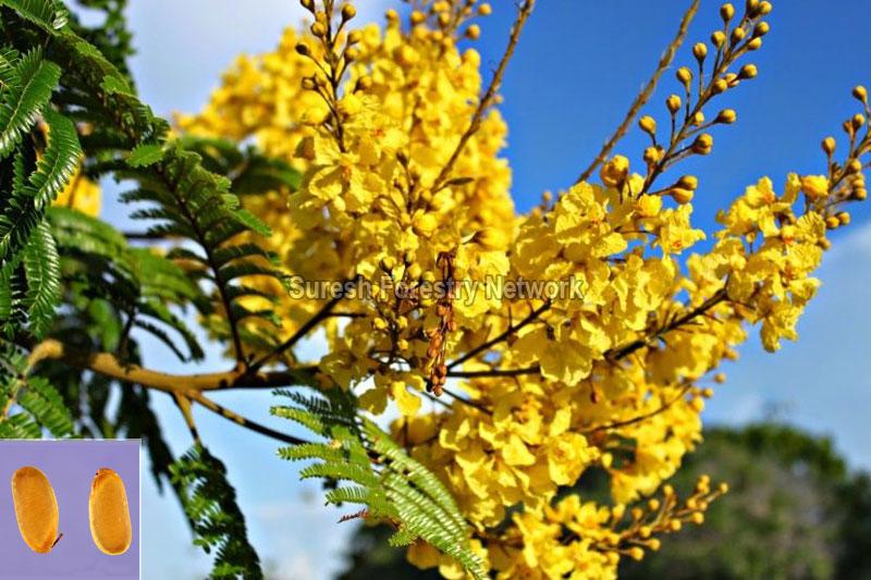 Peltophorum Pterocarpum