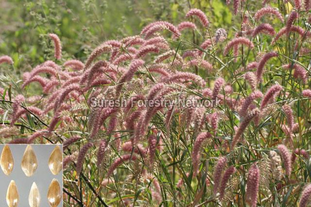 Pennisetum Pedicellatum