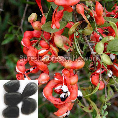 Pithecellobium Dulce