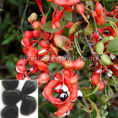 Pithecellobium Dulce