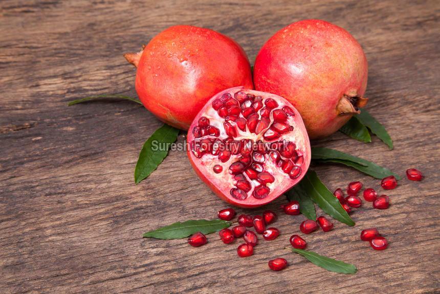 Pomegranate