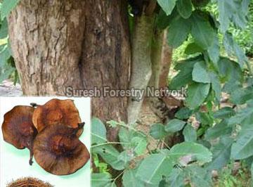 Pterocarpus Marsupium