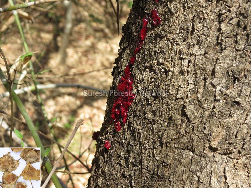 Pterocarpus Santalinus