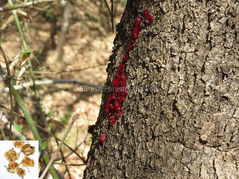 Pterocarpus Santalinus