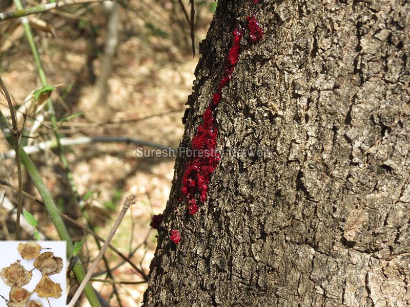 Pterocarpus Santalinus