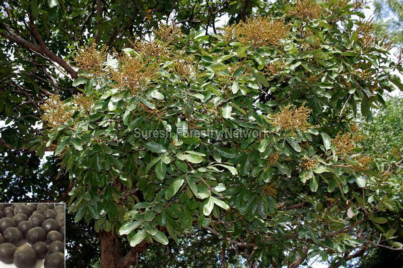 Sapindus Emarginatus