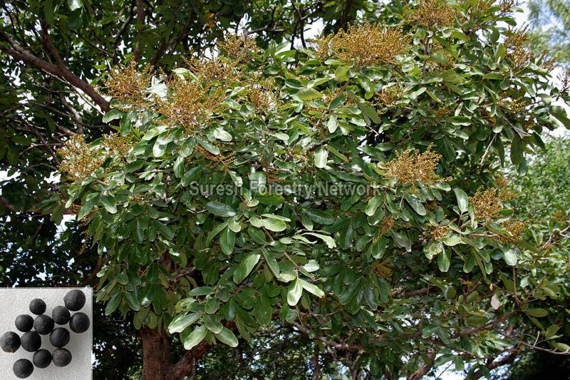 Sapindus Emarginatus