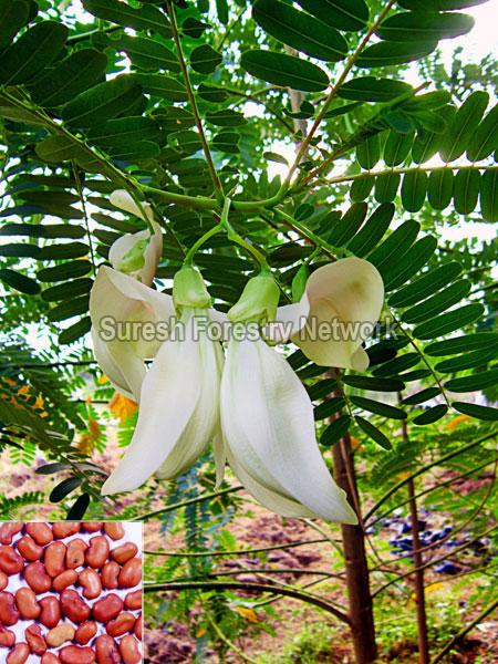 Sesbania Grandiflora