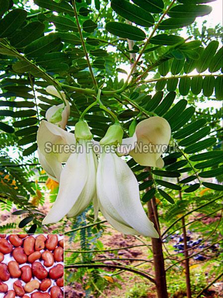 Sesbania Grandiflora