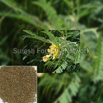 Sesbania Sesban (Sesbania Aegyptiaca)