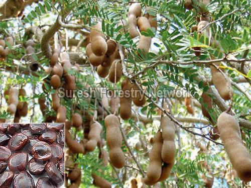 Tamarindus Indica