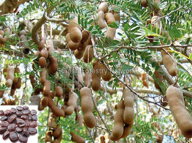 Tamarindus Indica