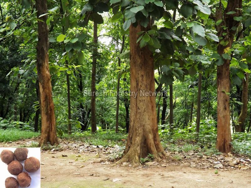 Tectona Grandis