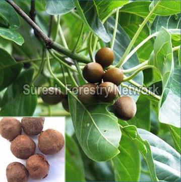 Terminalia Bellirica