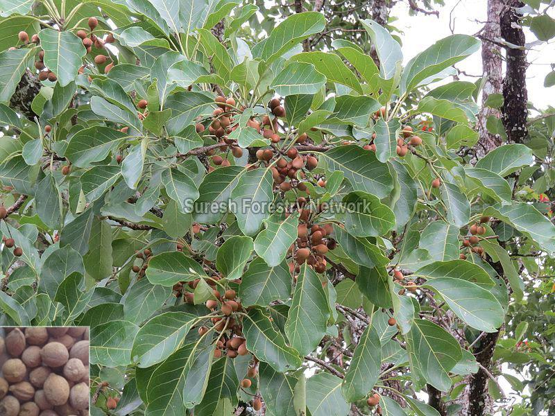 Terminalia Bellirica