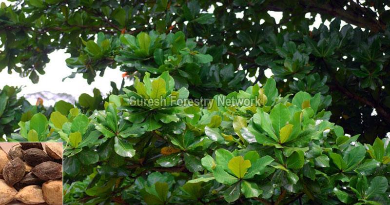 Terminalia Catappa