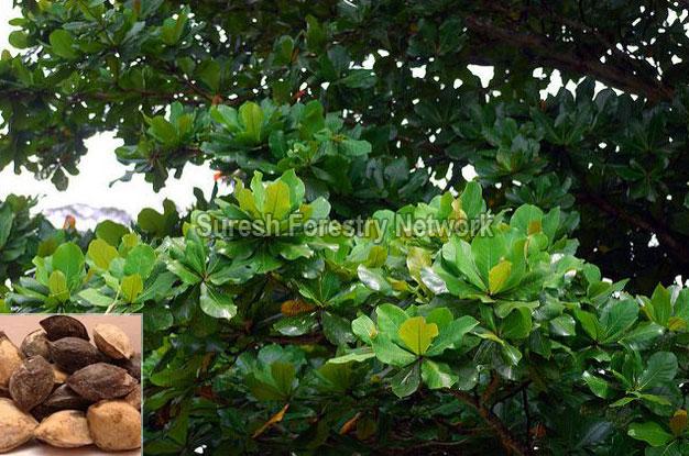 Terminalia Catappa