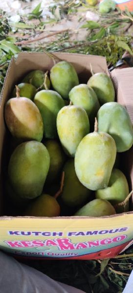 Fresh Mango 05