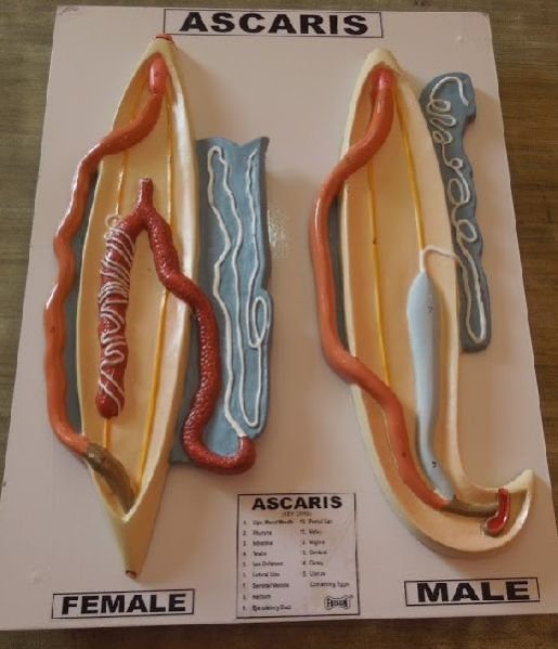 Ascaris Dissection (Male & Female)