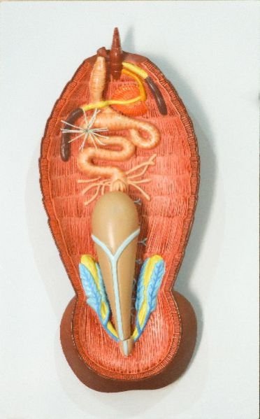 Cockroach Dissected Model