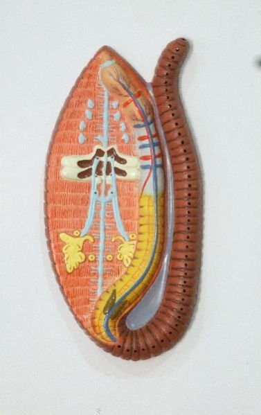 Earthworm Dissection Model